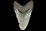 Large, Fossil Megalodon Tooth #92679-2
